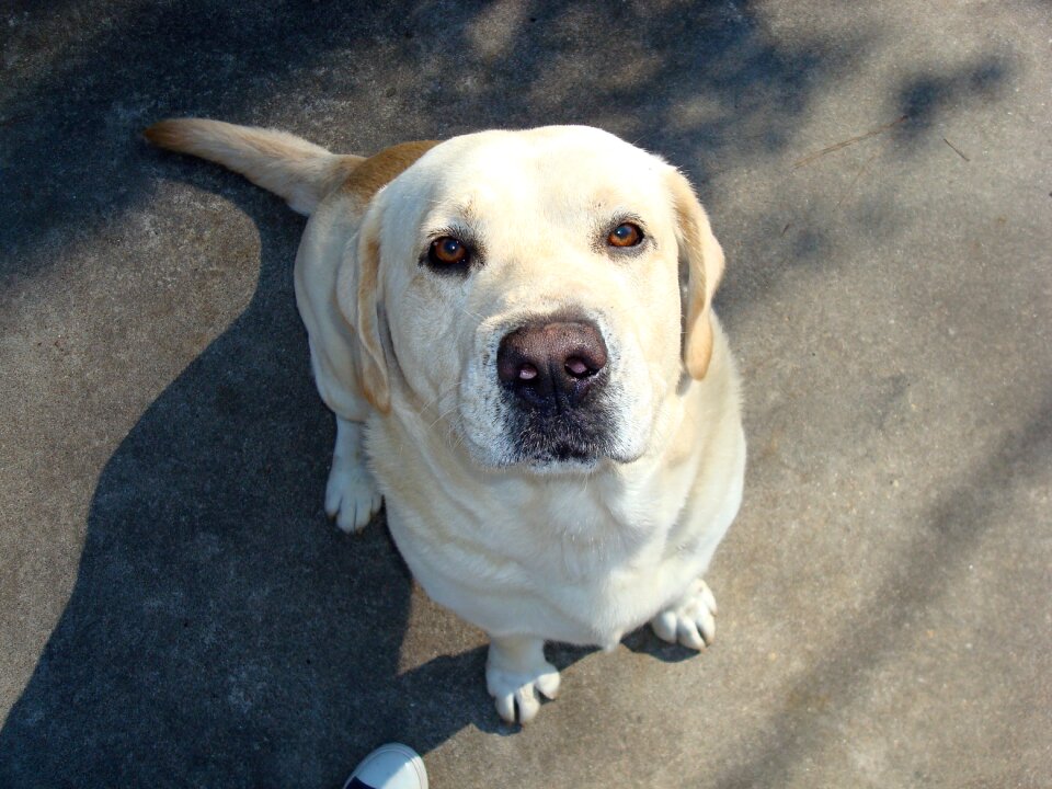 Labrador loyal love