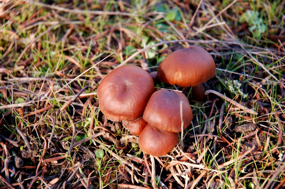Unidentified mushrooms closeup
