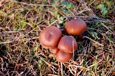 Unidentified mushrooms closeup