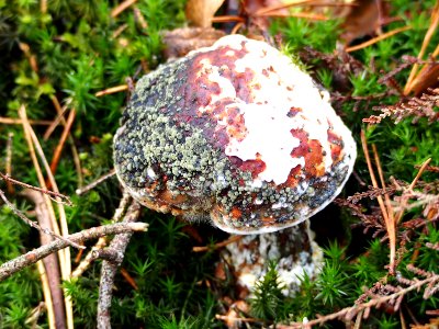 Unidentified mushrooms pic-027
