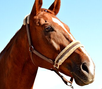 Animal portrait brown horse head