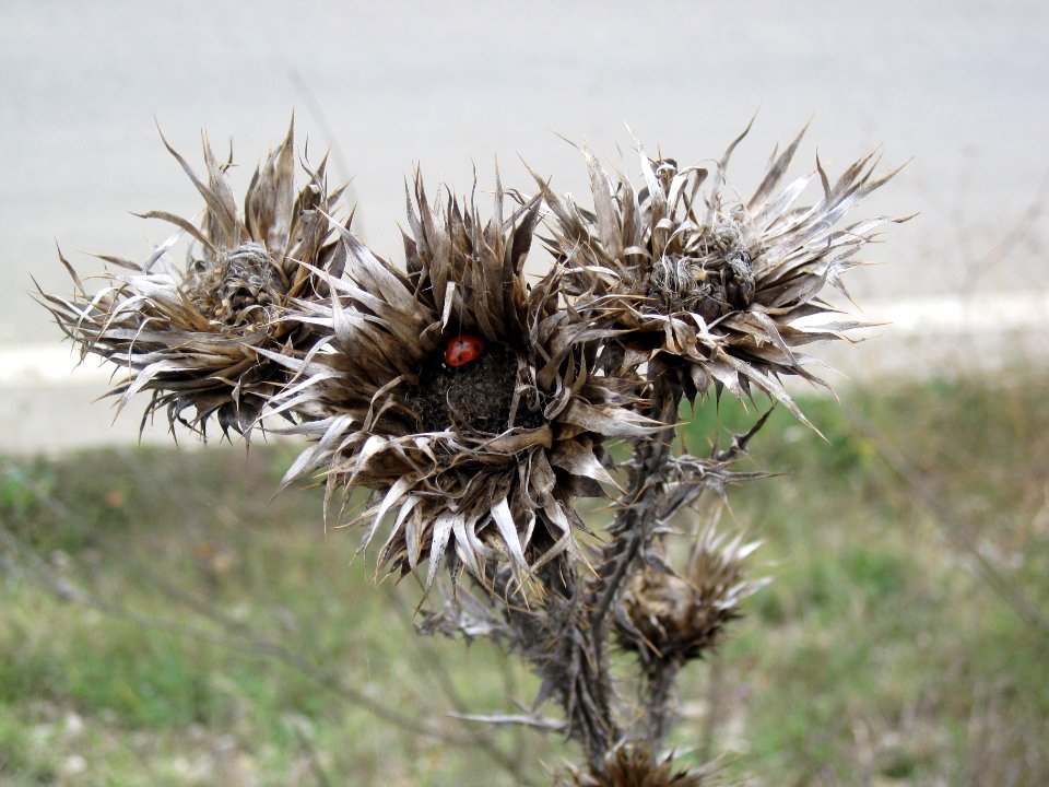 Unidentified thistle (Cirsium), Abruzzo, Italy