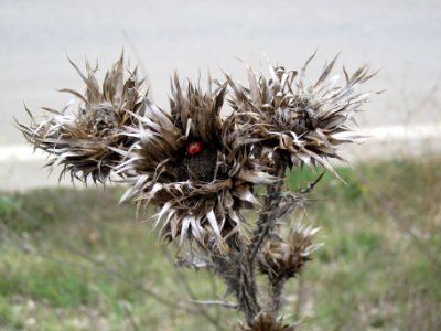 Unidentified thistle (Cirsium), Abruzzo, Italy photo