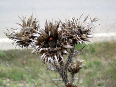 Unidentified thistle (Cirsium), Abruzzo, Italy