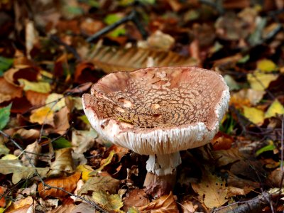 Unidentified mushrooms pic-015