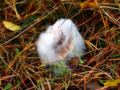 Unidentified mushrooms pic-025
