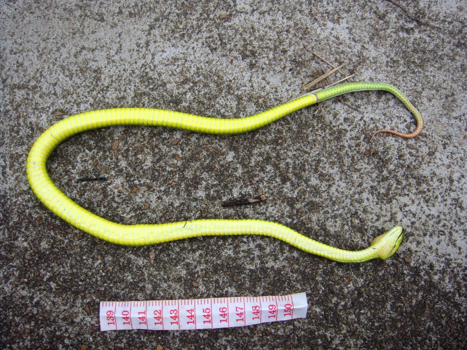 Unidentified snake in Hainan, China - 01
