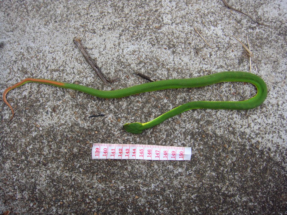Unidentified snake in Hainan, China - 02
