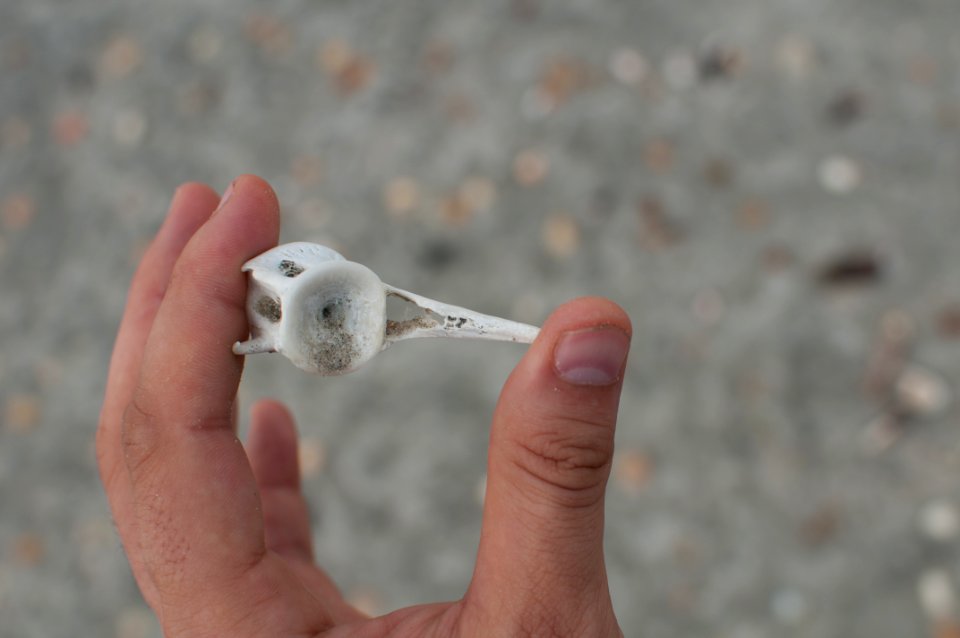 Unidentified shell, La Guardia 19