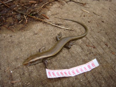 Unidentified lizard - 02