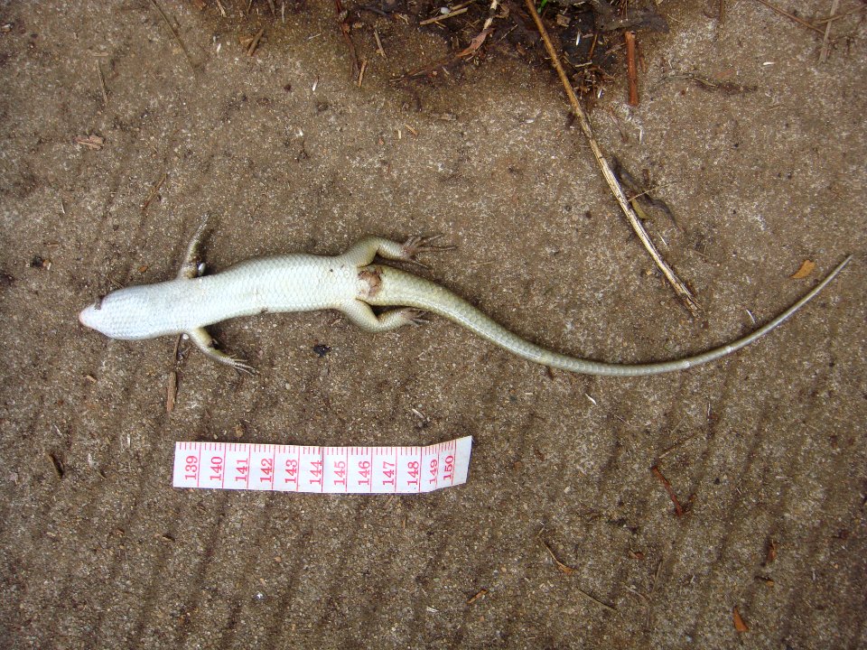 Unidentified lizard - 03