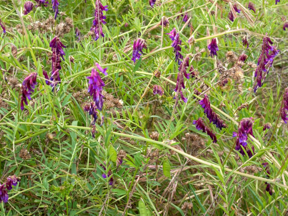 Unidentified fabaceae, Daley Ranch