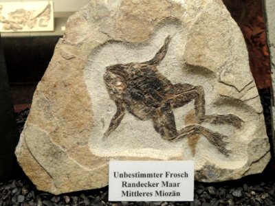 Unidentified fossil frog - Naturmuseum Senckenberg - DSC02199