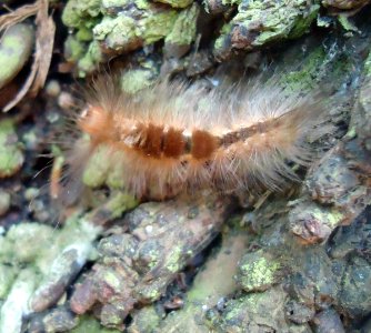 Unidentified Lepidoptera larva, Philippines 2
