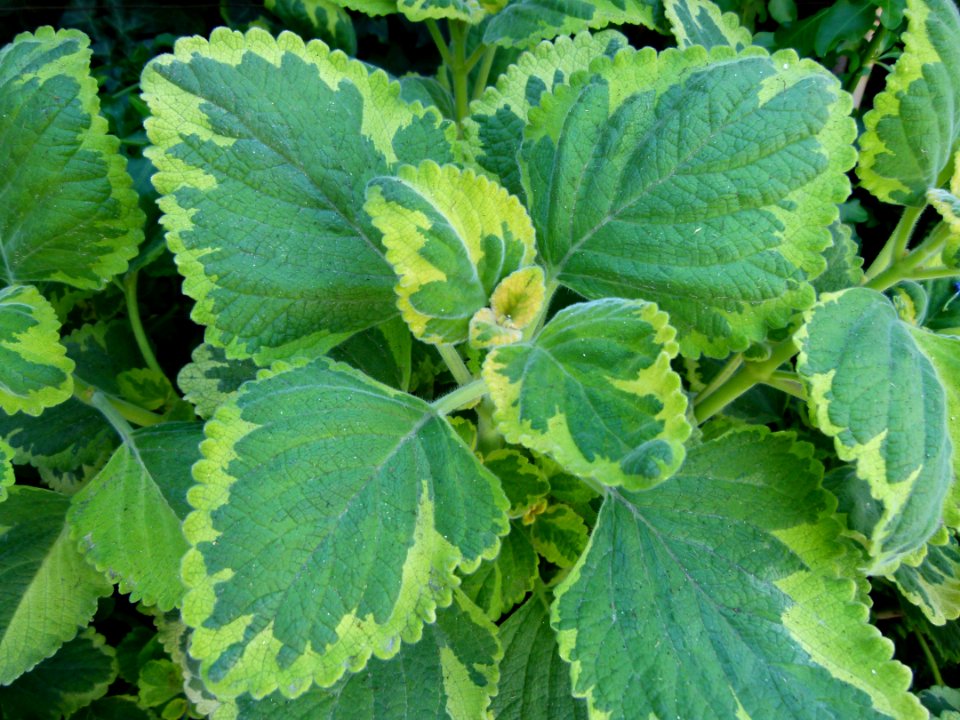 Unidentified plants serres du Jardin du Luxembourg, Paris 1