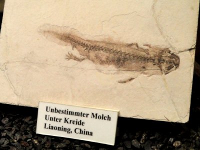 Unidentified fossil - Naturmuseum Senckenberg - DSC02196
