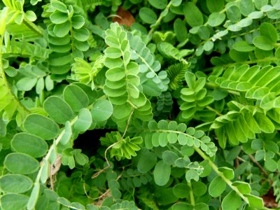 Unidentified plant in Jardin des Plantes de Paris