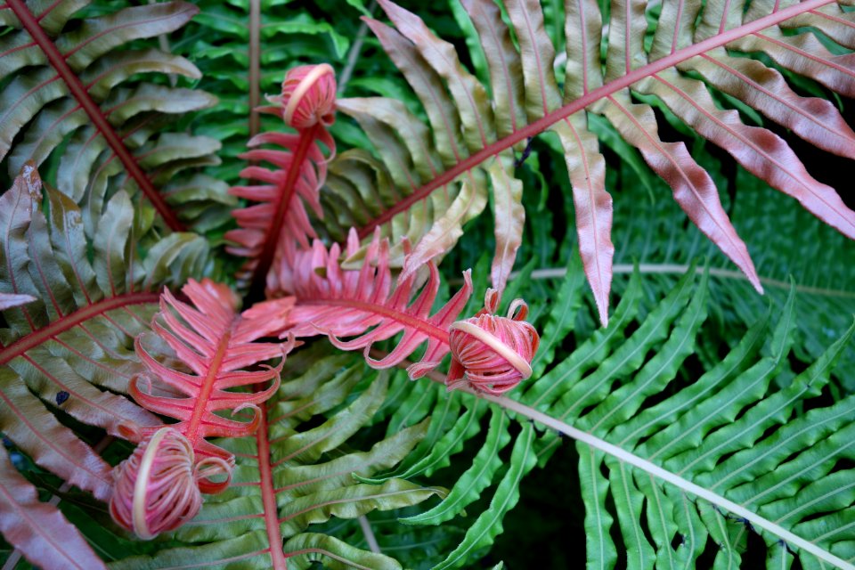 Unidentified fern - Morris Arboretum - DSC00181