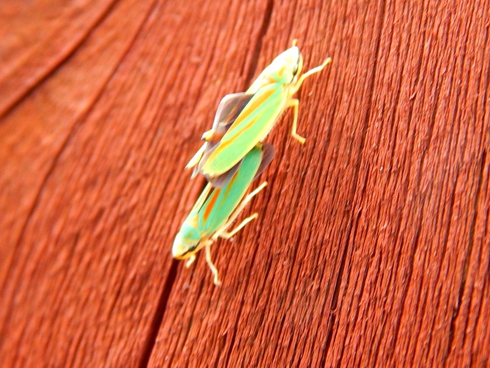 Unidentified insects mating