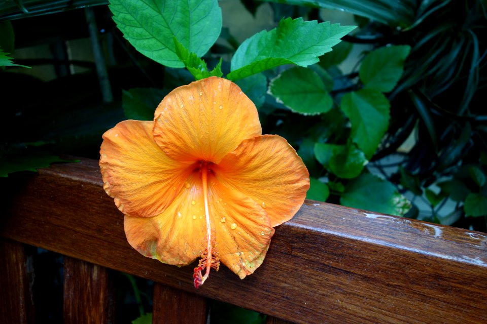 Unidentified hibiscu - Conservatory of Flowers - San Francisco, CA - DSC03112
