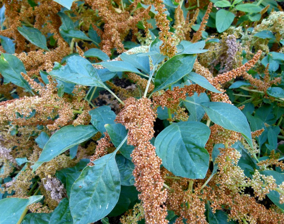Unidentified plant serres du Jardin du Luxembourg