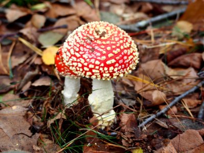 Unidentified mushrooms pic-037