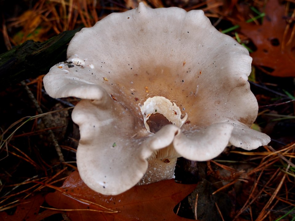Unidentified mushrooms pic-030