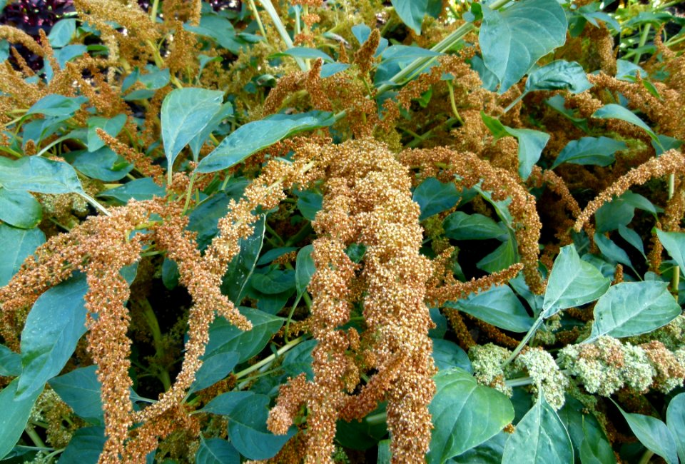 Unidentified plant serres du Jardin du Luxembourg 2