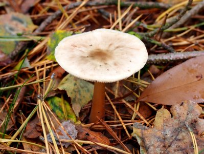 Unidentified mushrooms pic-036