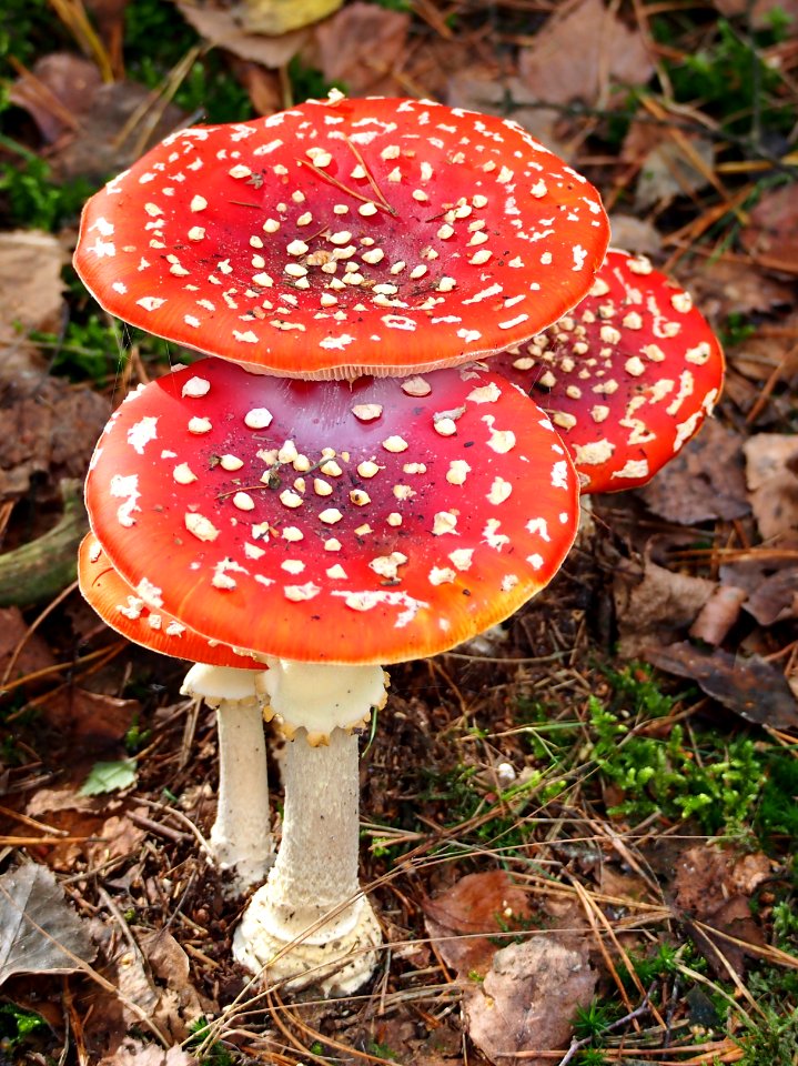 Unidentified mushrooms pic-040