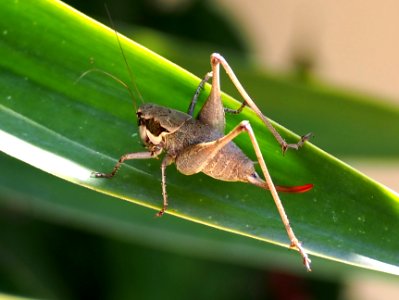 Unidentified Ensifera (probably), pic7