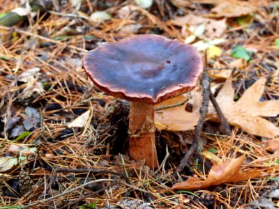 Unidentified mushrooms pic-031