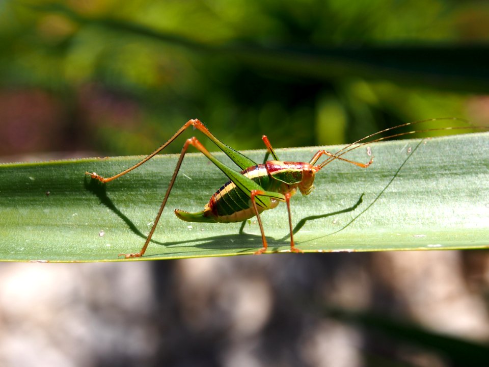 Unidentified Ensifera (probably), pic6