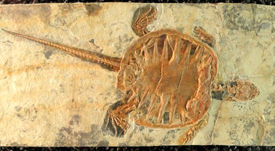 Unidentified fossil turtle - Naturmuseum Senckenberg - DSC02218