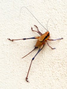 Unidentified Ensifera (probably), pic4