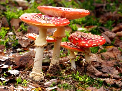 Unidentified mushrooms pic-039