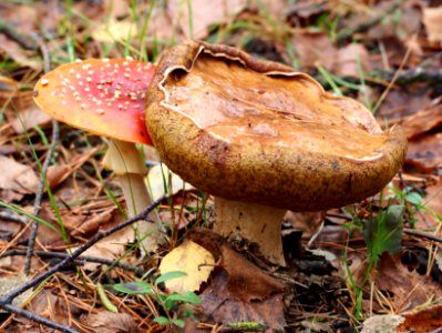 Unidentified mushrooms pic-042