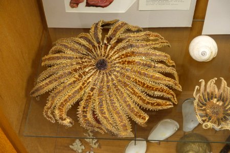 Unidentified - Mount Angel Abbey Museum - Mount Angel Abbey - Mount Angel, Oregon - DSC09965