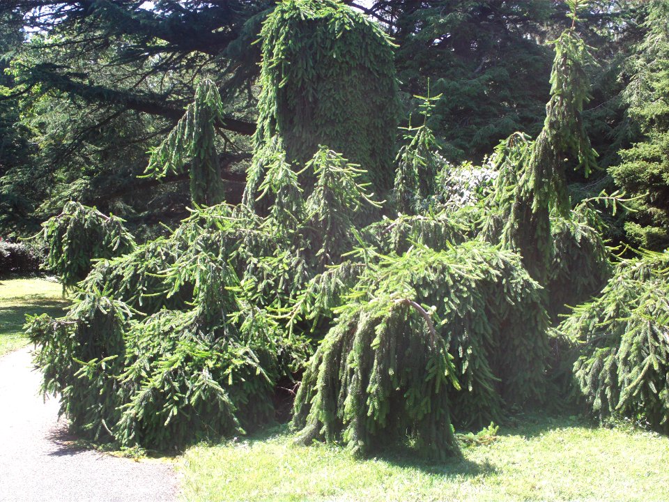 Unidentified evergreen tree in Jardin Botanique Geneva