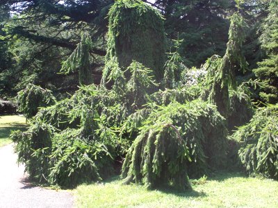 Unidentified evergreen tree in Jardin Botanique Geneva photo