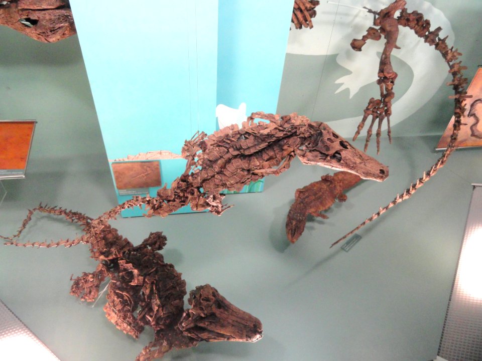 Unidentified fossils - Naturmuseum Senckenberg - DSC02248