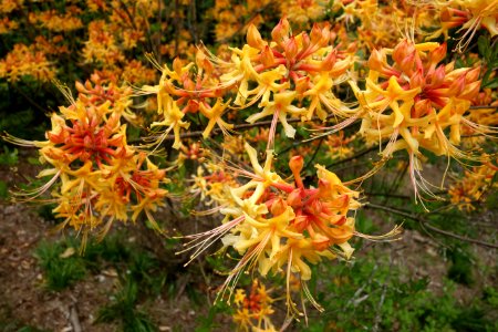 Unidentified - Morris Arboretum - DSC00304