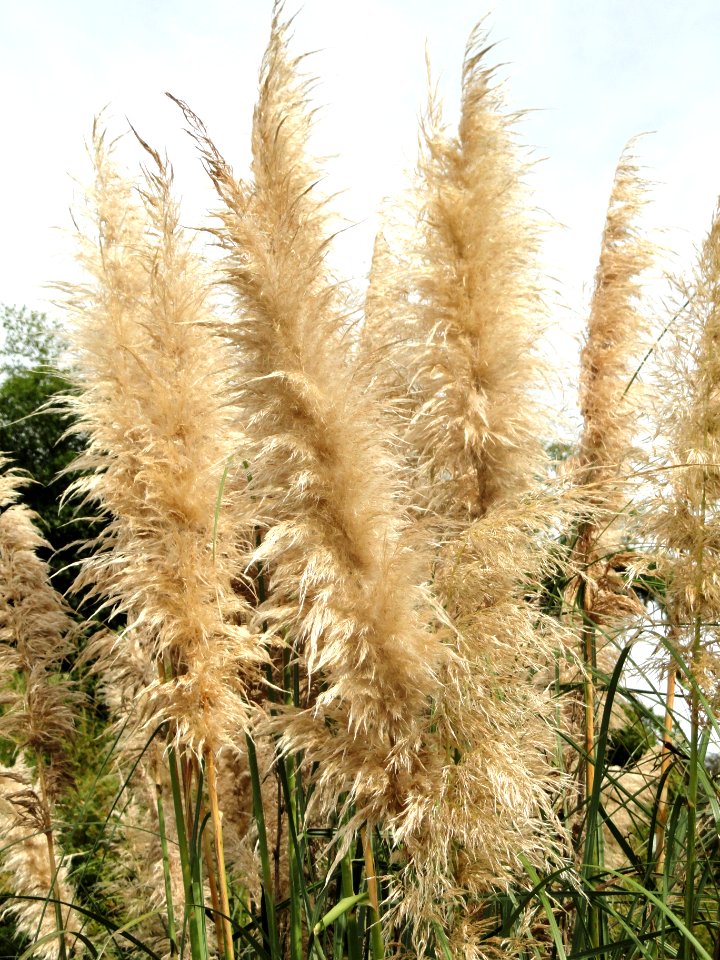 Unidentified grass - Jardim Botânico de Brasília - DSC09726