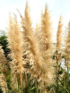 Unidentified grass - Jardim Botânico de Brasília - DSC09726