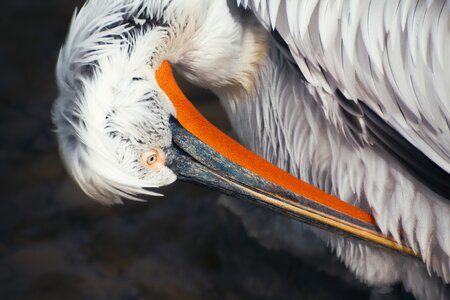 Bill close up bird