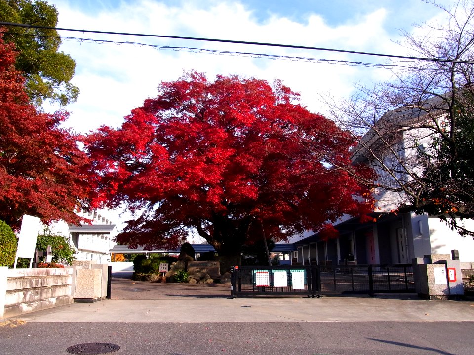 Umezono Elementary School 101201