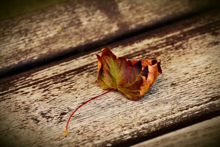 Transience dry farewell