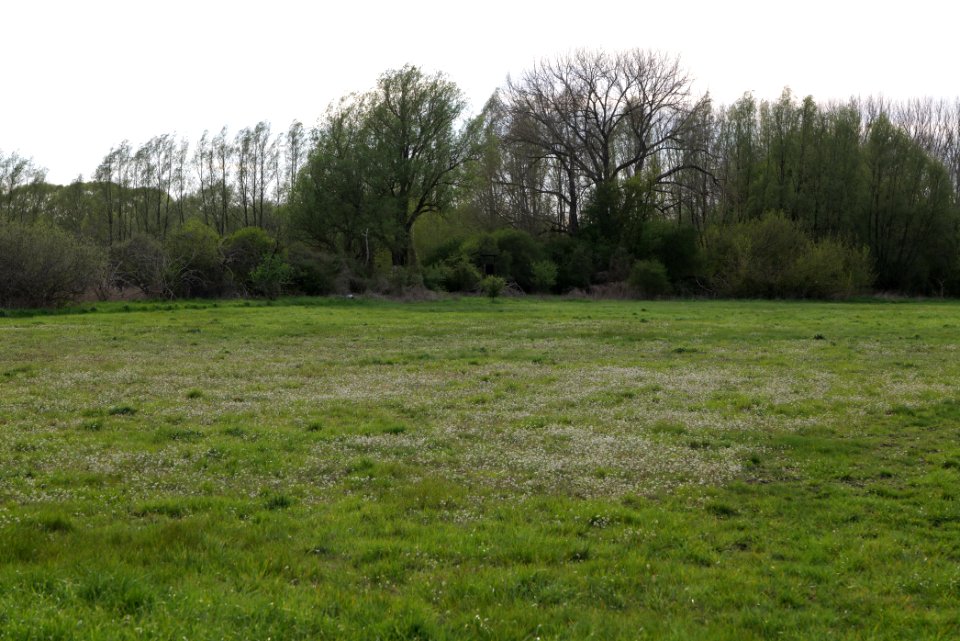 Umgebung Prierowsee 2021-05-09 30