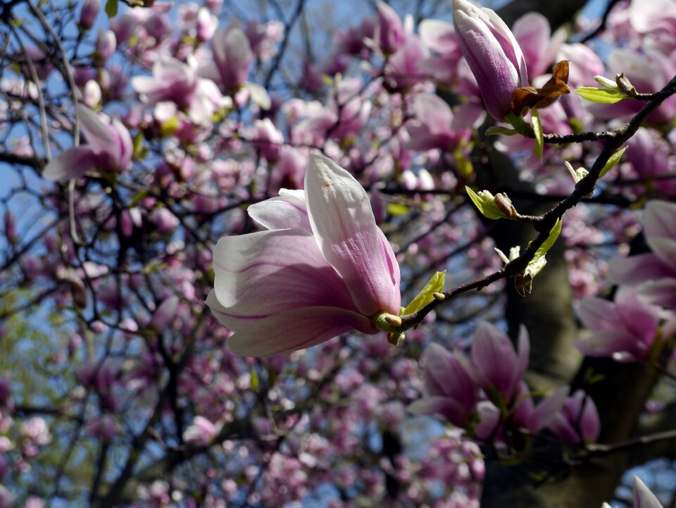 Spring bloom margaret island