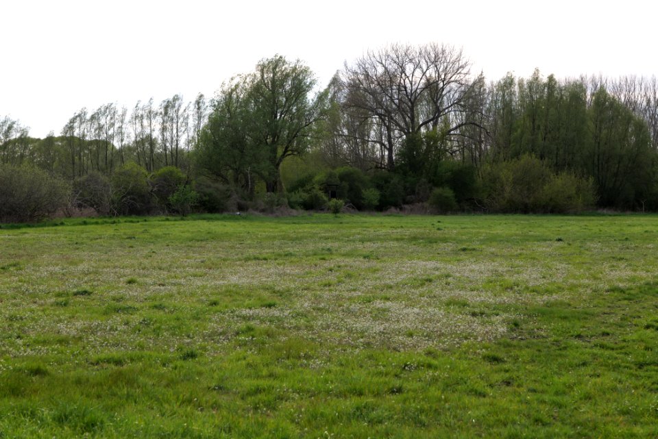 Umgebung Prierowsee 2021-05-09 31